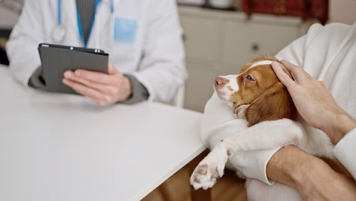 Kosten van een TPLO operatie van een hond met een gescheurde kruisband