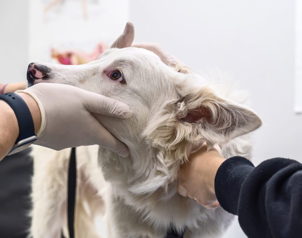 Spoed bij je hond of kat