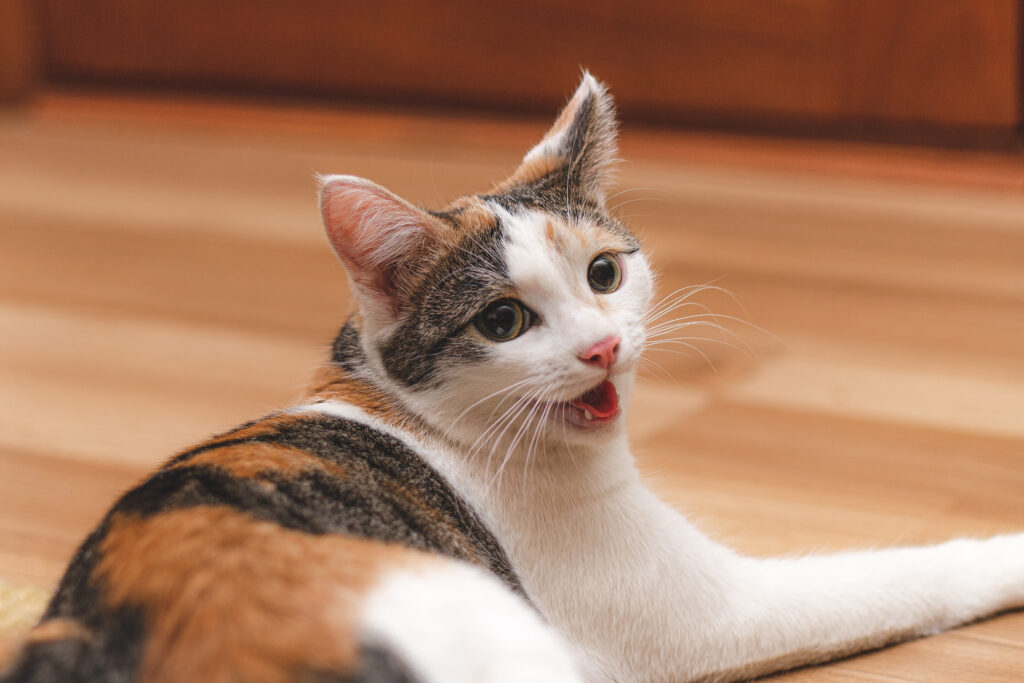 Benauwdheid bij honden of katten