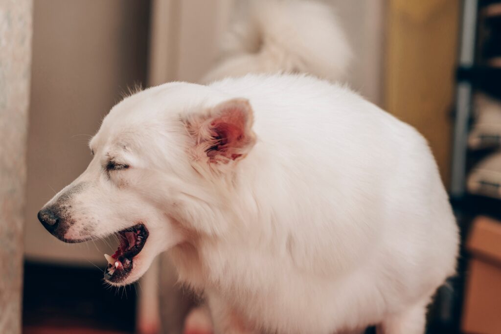 Vergiftiging bij honden en katten