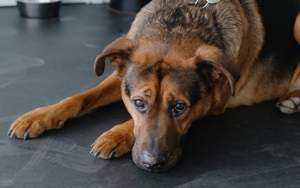 Een kruisbandscheur bij de hond